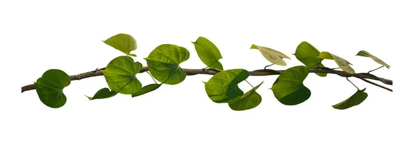 Listy Révy Rostliny Tropické Keř Listoví Izolované Bílém Pozadí Mají — Stock fotografie