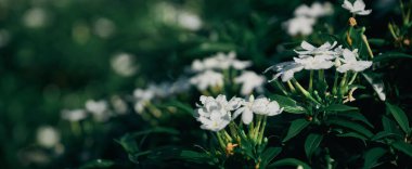 Güzel çiçekler, beyaz çiçekler, doğanın bahar arkaplanı.