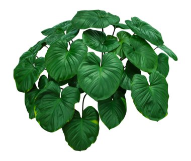 Yapraklar, bitki yeşilliği beyaz arka planda izole edilmiş. Kesme yolu.