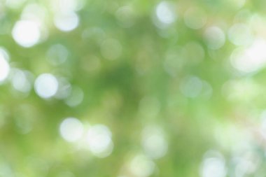 ağaç yapraklarının bokeh arkaplanı