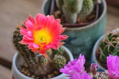 Tahta masada kaktüs bitkisi.