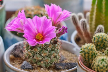 Ahşap arka planda kaktüs bitkisi