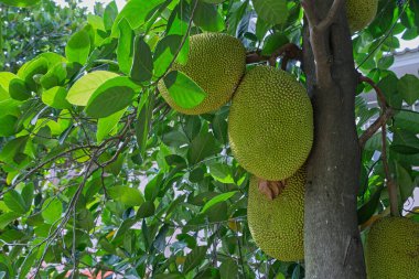 Bahçedeki ağaçtaki meyveler