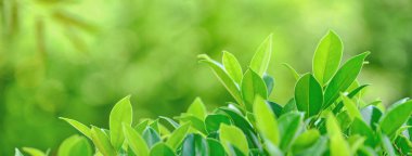 Yeşil yapraklar arka plan doğa, çevre, ekoloji yeşillik, temiz bitki baharı