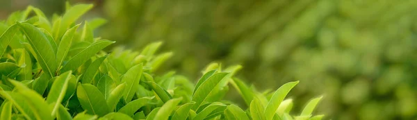 Gröna Blad Bakgrund Natur Miljö Ekologi Grönska Ren Växt Vår — Stockfoto