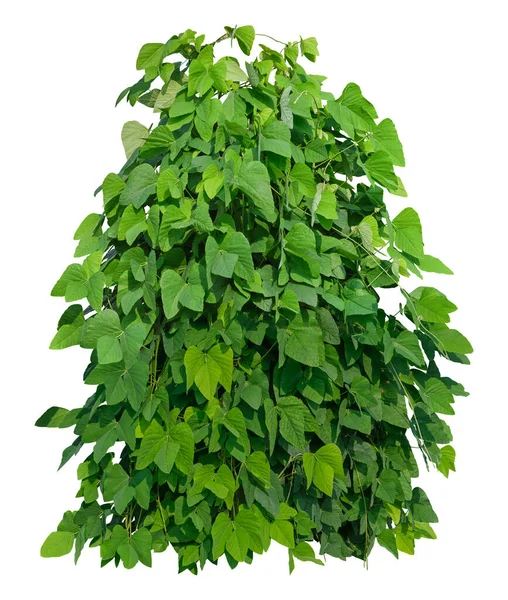 Ivy Bush Vine Rostlina Izolované Bílém Pozadí Mít Cestu Oříznutí — Stock fotografie