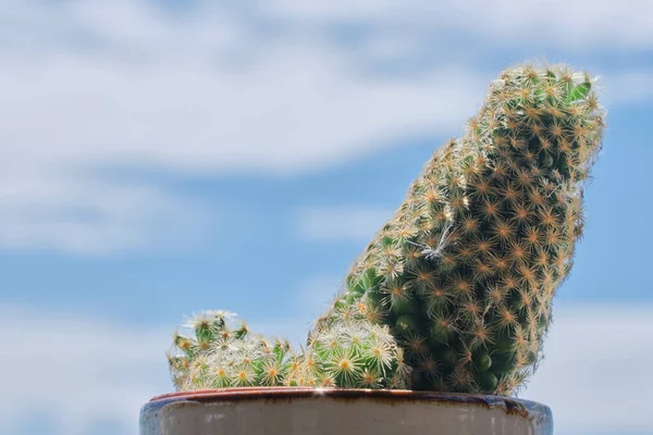 Cactus Avec Ciel Brillant Nuages Comme Toile Fond — Photo