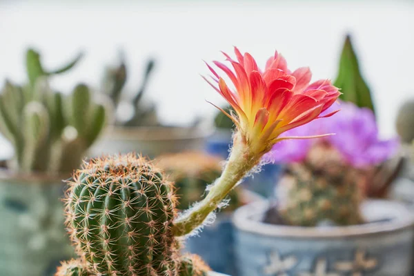 木の背景にサボテンの植物 — ストック写真