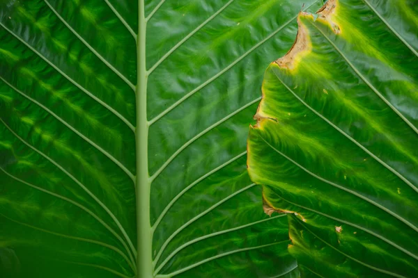 Verde Naturaleza Hojas Textura Fondo —  Fotos de Stock