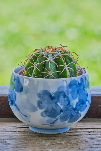 Kaktus Gryta Träbord — Stockfoto