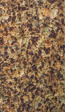 Platan ağaç kabuğu dokusu