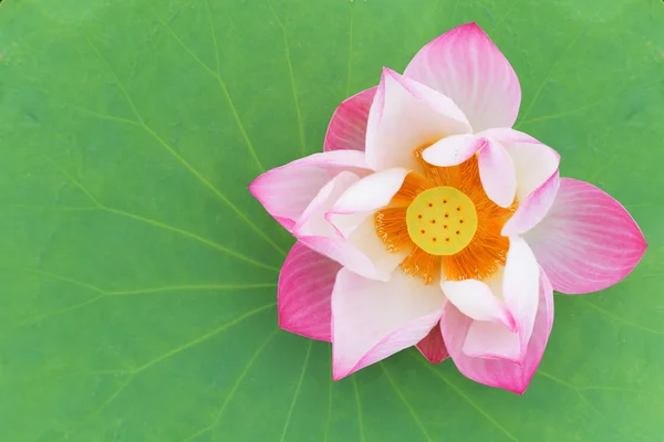 Lotus auf Blatt — Stockfoto