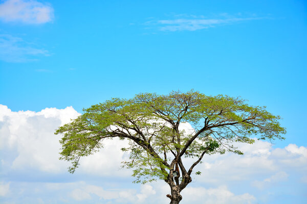 Дерево и небо
