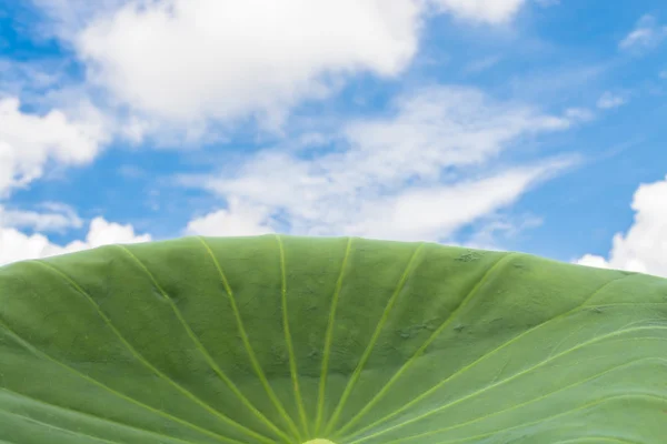 Hoja en el cielo —  Fotos de Stock