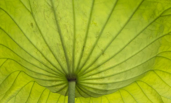 Primer plano en la hoja de loto, detalle loto — Foto de Stock