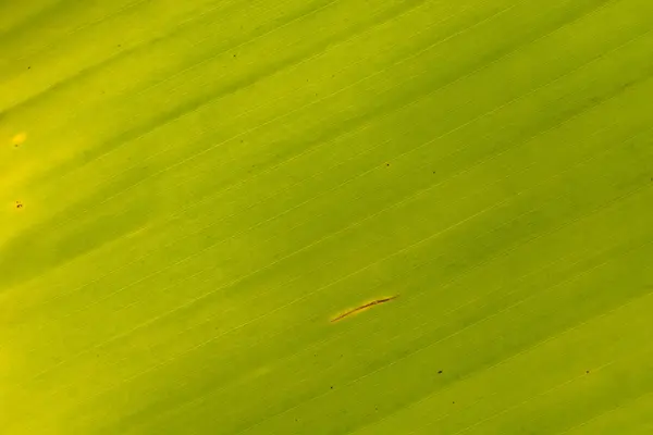 Текстура листьев — стоковое фото