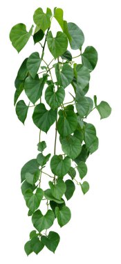 Asma bitkisine tırmanma beyaz arka planda izole edildi. Kesme yolu