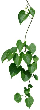 Asma bitkisine tırmanma beyaz arka planda izole edildi. Kesme yolu