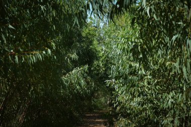 Okaliptüs yaprakları. okaliptüs ağacı arka planı