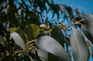 Okaliptüs yaprakları. okaliptüs ağacı arka planı