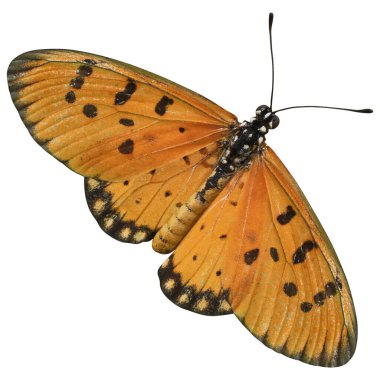 Kelebek beyaz arka planda izole edilmiş. Kesme yolu