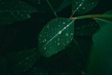 Okaliptüs yaprakları. okaliptüs ağacı arka planı