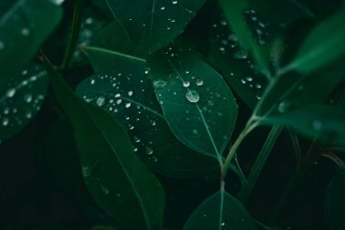 Okaliptüs yaprakları. okaliptüs ağacı arka planı