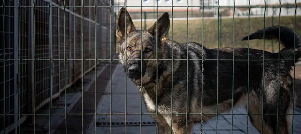 German shepherd in the aviary close-up. A dog in a cage. Pets in captivity. Service dog breeding.