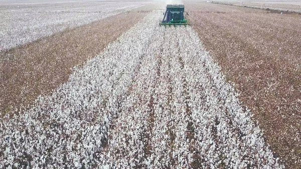 North District, Israel - 2 de outubro de 2020: Cotton Field. Colheita de algodão pela agricultura combinar. Fábrica de algodão. Catador de algodão trabalhando em um grande campo de algodão. — Fotografia de Stock