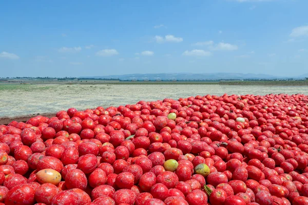 Świeże zebrane pomidory i błękitne niebo tła.dojrzałe pomidory — Zdjęcie stockowe