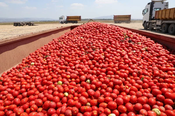 Συγκομιδή ντομάτας. Δοχείο γεμάτο φρέσκιες ντομάτες μαζεμένες στο χωράφι. — Φωτογραφία Αρχείου