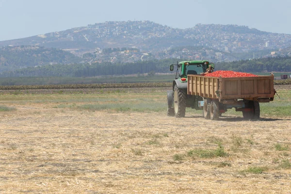 Tel Aviv, ISRAELE - 28 settembre 2020: Settore agricolo. Trattore con rimorchio pieno di pomodori freschi in campo agricolo. — Foto Stock