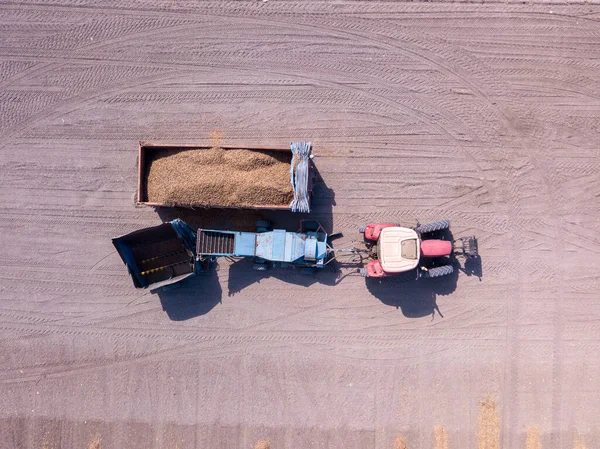 Mandlový kombajn vypouštění suché sbírané mandle do přívěsu, letecký pohled. — Stock fotografie