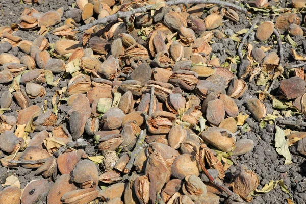 Almond on the ground for sweeping and brushing process, pre picking procedure separating twigs from fruit. — Stock Photo, Image