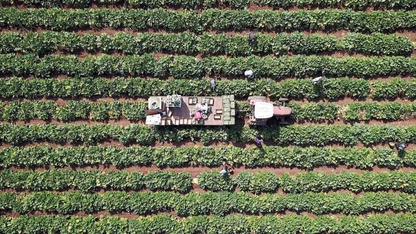 収穫したズッキーニを農作業場のトラクタートレーラーの箱に積み込む農民. — ストック写真