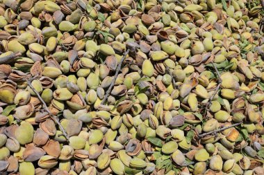 Kabuklu taze koparılmış badem. Arkaplan resmi.