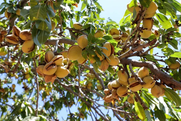 Almonds nuts. Green Almonds on the tree ready for harvest.