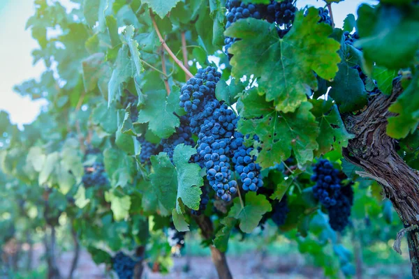 Uvas Adegas. Uvas roxas escuras maduras na árvore de videiras na época da colheita do vinho em um fundo verde em uma vinha. — Fotografia de Stock