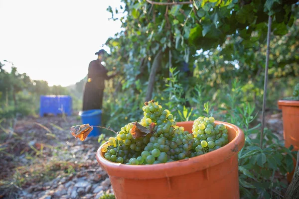 Zöld borszőlő szüret közben.Szőlő a szőlő a szőlő. — Stock Fotó