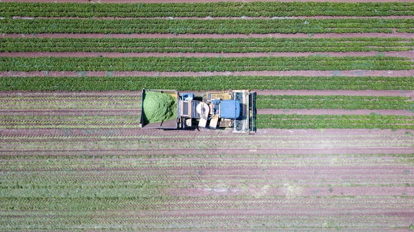 Cosecha de judías verdes. Cosecha mecanizada en un gran campo de cultivo de judías verdes. — Foto de Stock