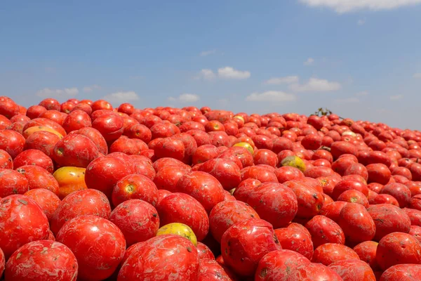 Verse geoogste tomaten en blauwe lucht achtergrond.Rijpe tomaten — Stockfoto
