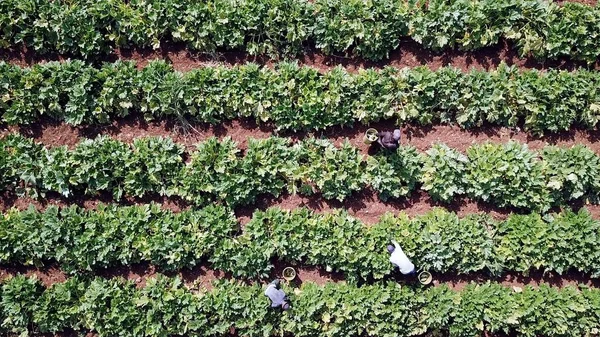 Jardín del Calabacín. Los agricultores recogen calabacín maduro. Temporada de cosecha agrícola. — Foto de Stock