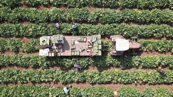 Agricultores cargando calabacín recién cosechado en cajas en un remolque Tractor en el campo agrícola. — Foto de Stock