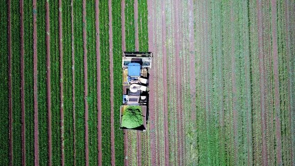 Récolte de haricots verts. Récolte mécanisée dans un grand champ de culture de haricots verts. — Photo