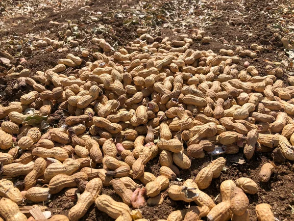 Урожай арахиса. Свежий арахис с раковинами на сельскохозяйственных угодьях. — стоковое фото