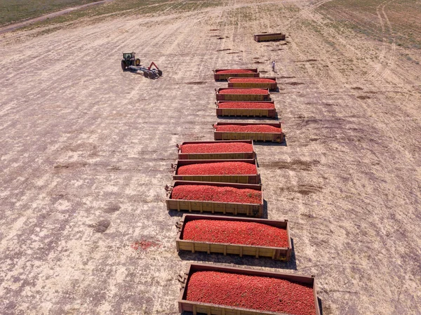 Ντομάτα Συγκομιδή: Αεροφωτογραφία αγροτεμαχίου με δοχεία γεμάτα φρέσκες ντομάτες που μόλις συγκομίστηκαν. — Φωτογραφία Αρχείου