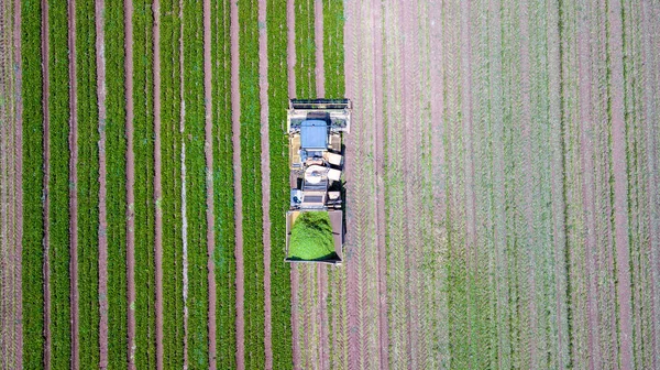 녹색 콩 수확. 푸른 콩을 재배하는 넓은 밭에서 기계적으로 수확하는 모습. — 스톡 사진