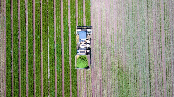 Récolte de haricots verts. Récolte mécanisée dans un grand champ de culture de haricots verts. — Photo