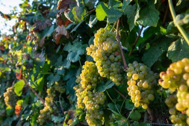 Olgunlaşmış üzüm bağları sürüsü. Üzüm Şarapları.