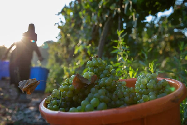 Las mujeres recogiendo uvas de vino verde durante la cosecha. Uvas en el viñedo. —  Fotos de Stock